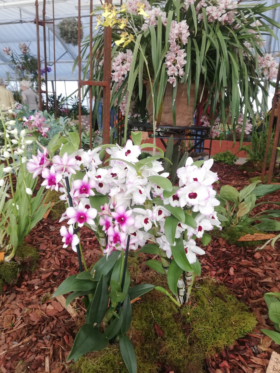 Orchideen im Gewächshaus des Blumenhof Villach