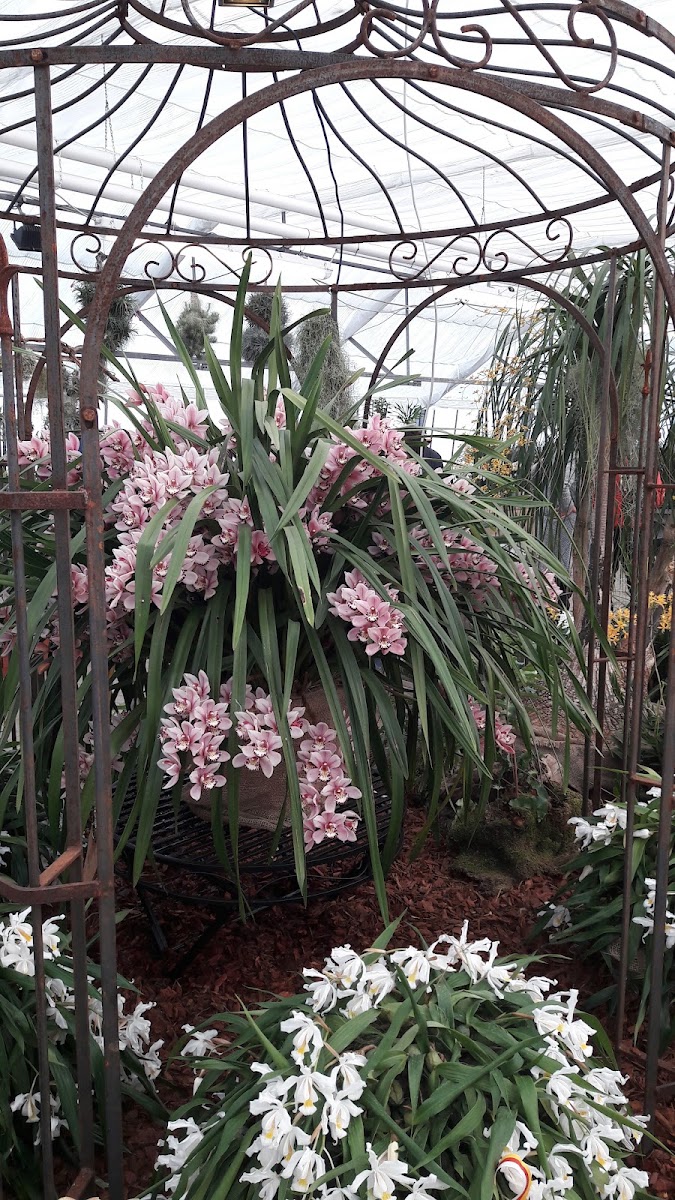 Orchideen-Arrangement unter einem schmiedeeisernen Pavillon im Gewächshaus