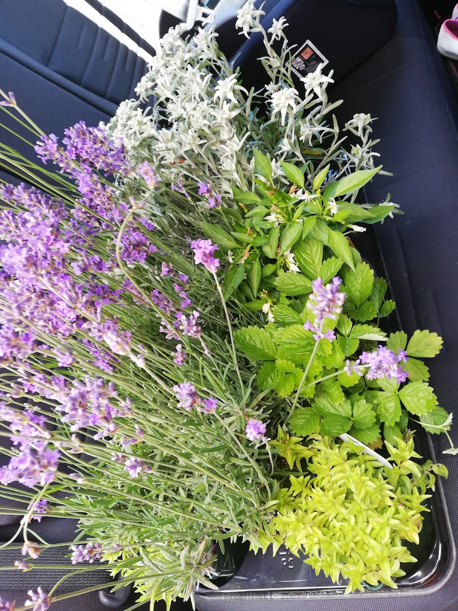 Frischer Kräuter- und Blumenstrauß aus dem Blumenhof Villach